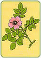 Dzika Ra (Rosa canina)