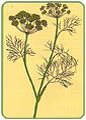 Koper Woski (Foeniculum vulgare)