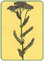 Krwawnik Pospolity (Achillea millefolium)