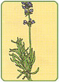 Lawenda wskolistna (Lavandula officinalis)