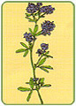 Lucerna siewna (Medicago sativa)