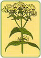 Sadziec Przeronity (Eupatorium perfoliatum)