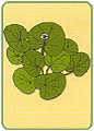 Wkrota gotukola (Centella asiatica)