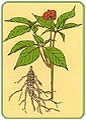 e-sze koreaski (Panax ginseng)